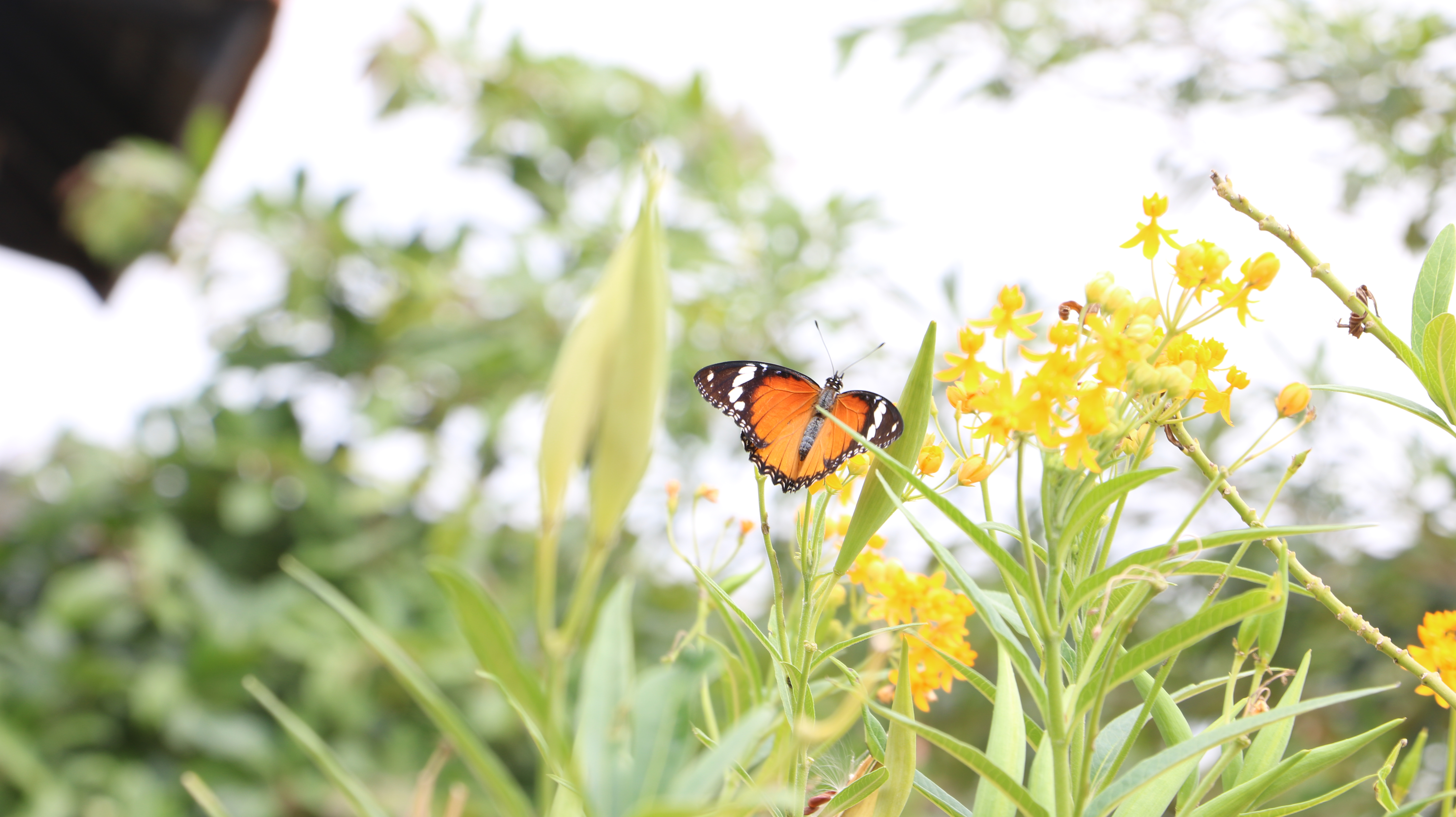 Butterfly Park at Curiouscity